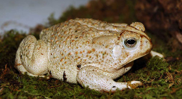 Image of a large, cream colored toad with darker spots on the back resting on moss on top of a branch.