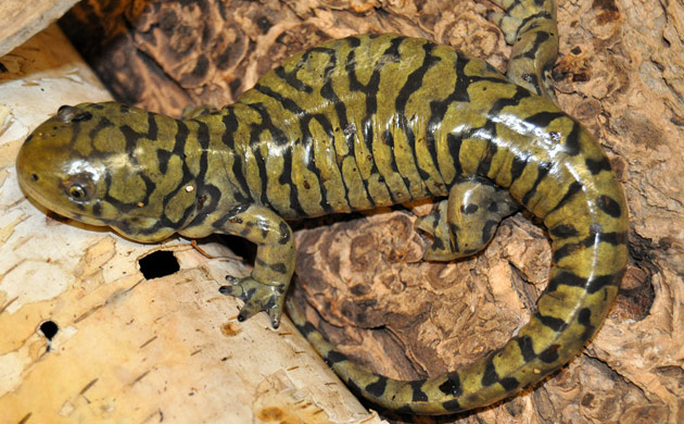 food chain tiger. TIGER SALAMANDER FOOD CHAIN