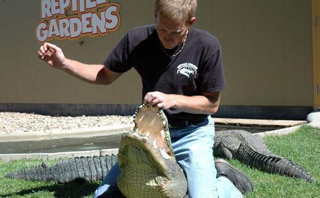 Gator Show