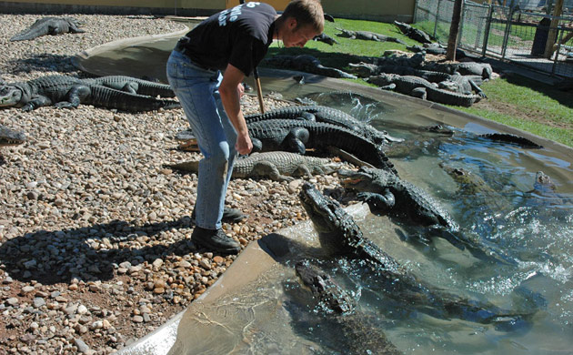 Gator Show