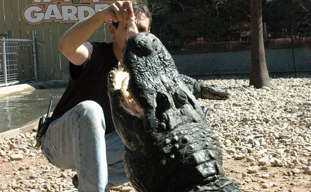 Gator Show