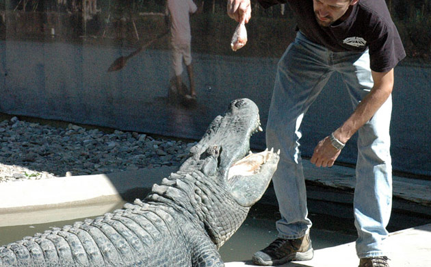 Gator Show