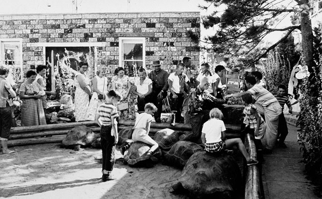 Giant Tortoise Yard