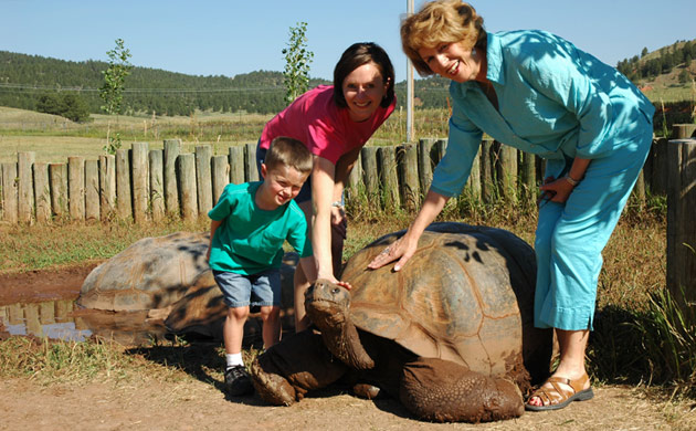 Giant Tortoise Yard