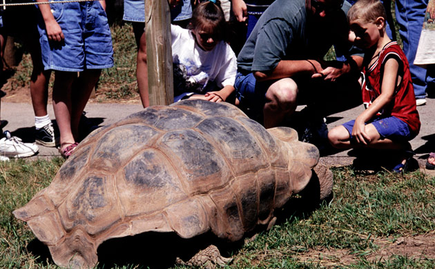 Giant Tortoise Yard