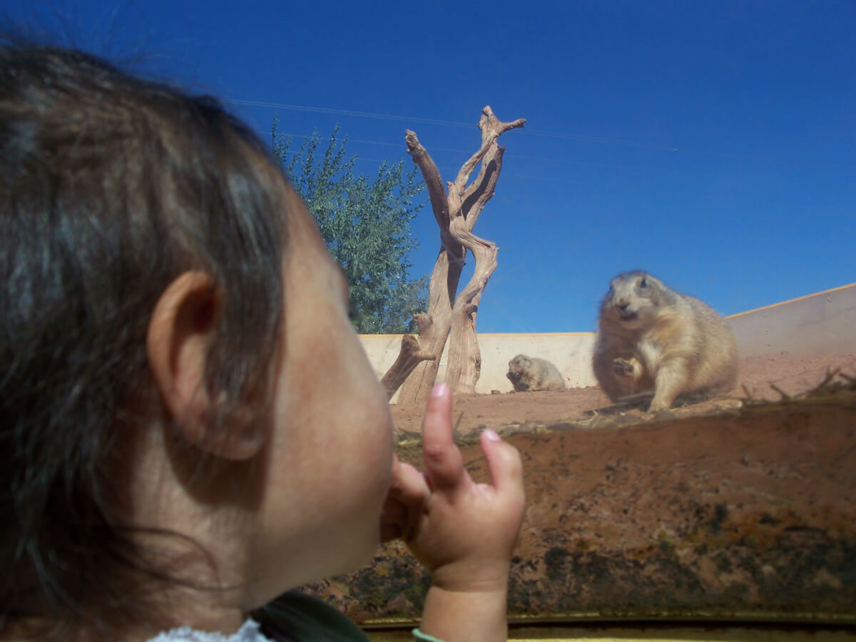 Image of a little girl inside the underground bubble and she is ground level with a prairie dog.
