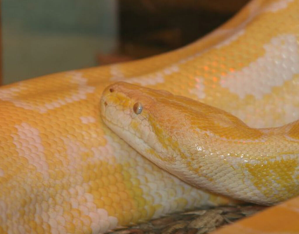 Image of a yellow and white python coiled up on the ground.