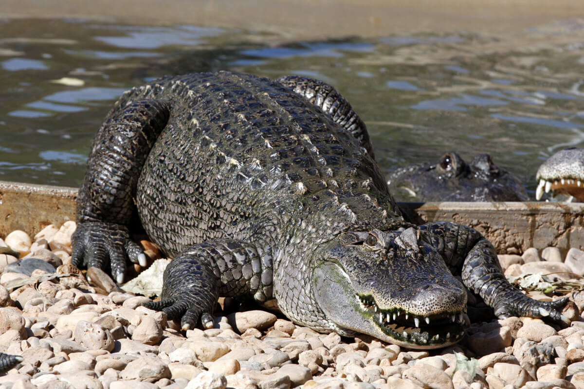 Image of a large crocodile coming out of a pond and laying on rocks.