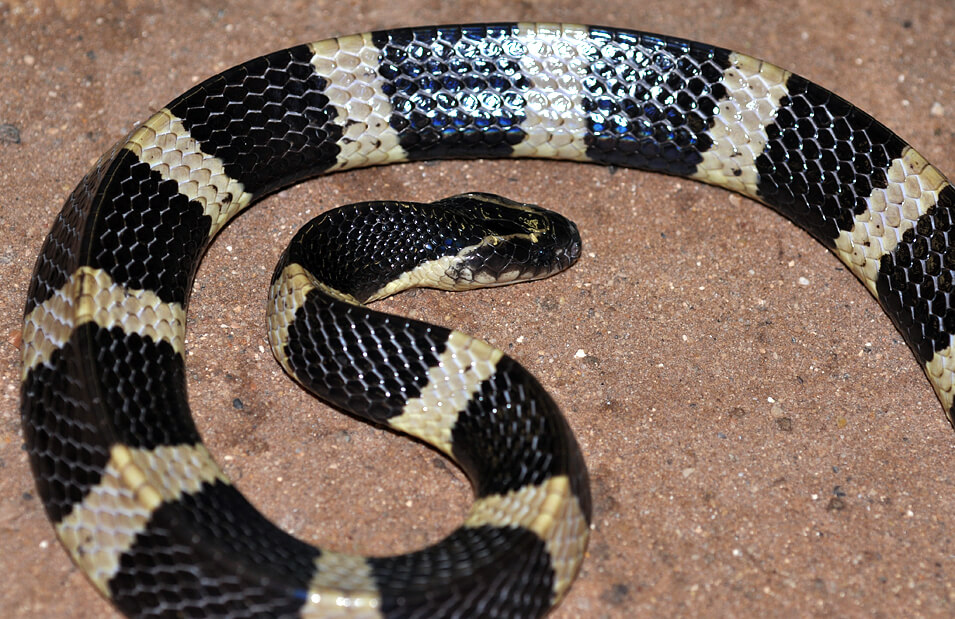 An image of a black and white stripped baned krait snake.
