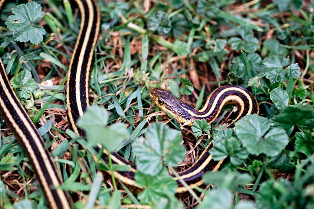 Image of a black snake with three white lines running length wise on its body in grass and weeds.