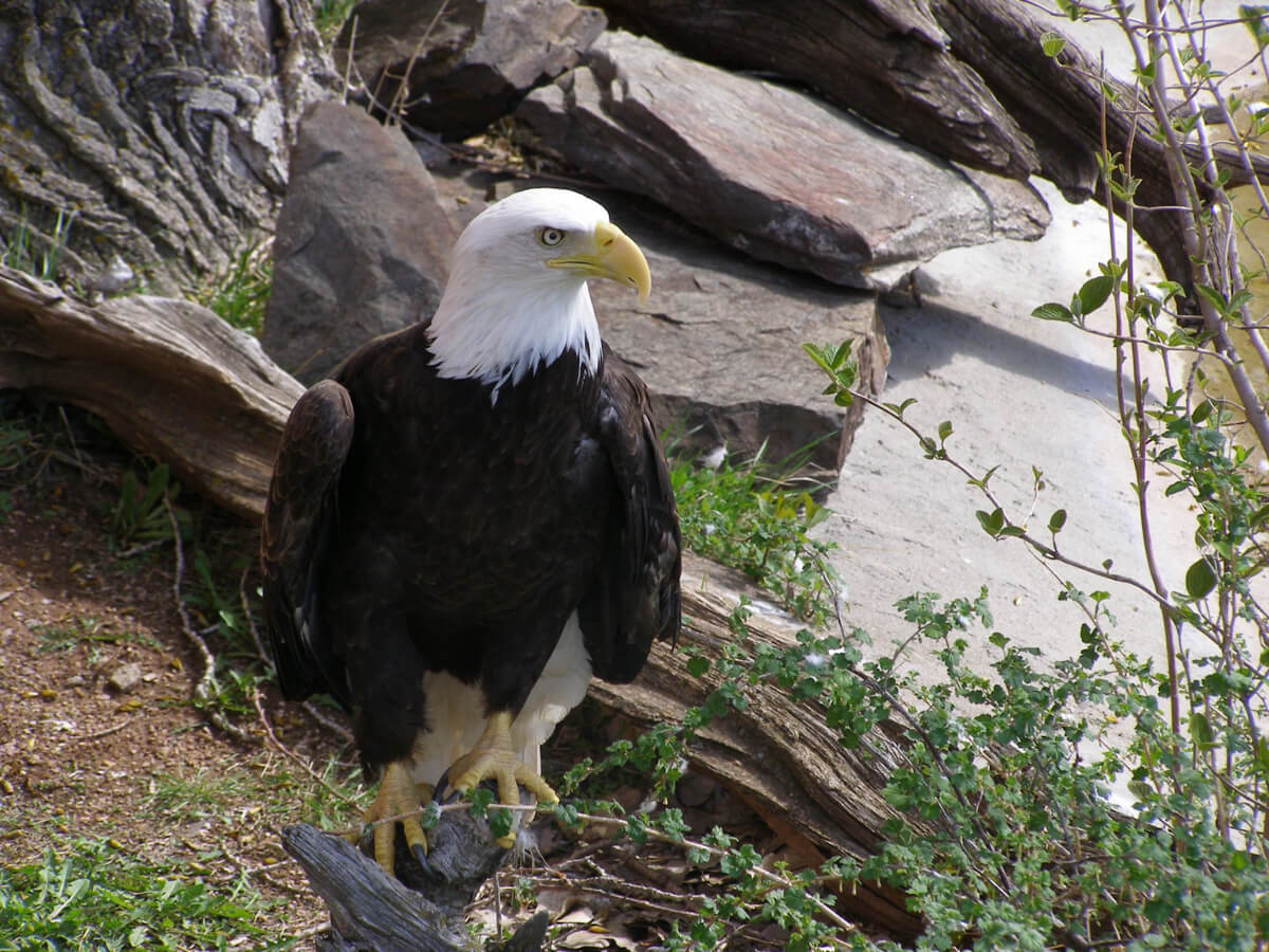 Image of Cheyenne the Bald Eagle perched on a fallen tree limb.