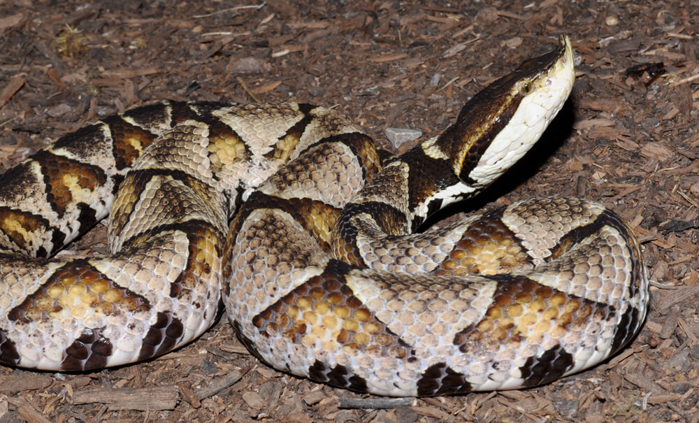 Image of a snorkle-nosed viper coiled up on the ground.