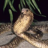 Common Cobra