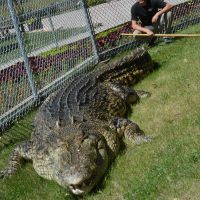 Maniac the Giant Crocodile