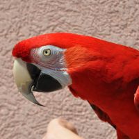 Bird Show - Macaw
