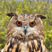 Bird Show - Eagle owl