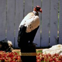 King Vulture at the Bird Show