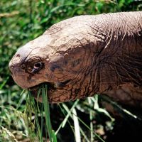 Methuselah the Galapagos Tortoise