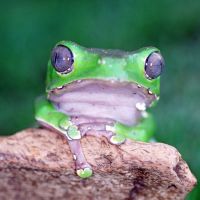 Waxy Tree Frog