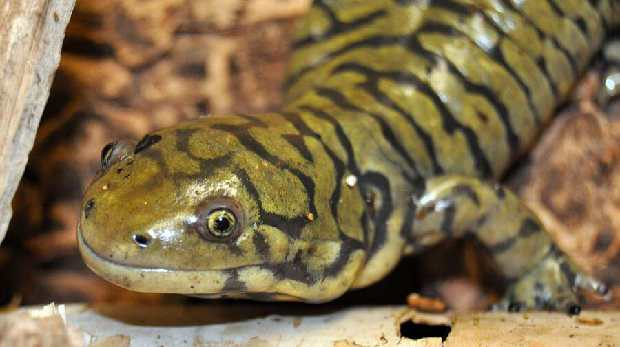 Image of a lizard looking up at the camera.