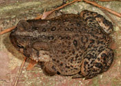 An image of a birds-eye view of an American Toad.