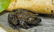 Image of a Bullfrog.