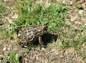 Image of a Canadian Toad sitting in a patch of grass.