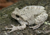 Image of a Cope's Gray Tree Frog sitting on top of a log.