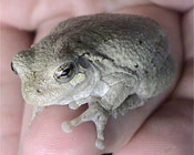 Image of a Gray Treefrog sitting in the palm of someones hand.