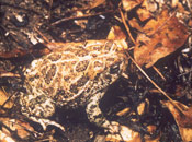 Image of a Great Plains Toad blending into a pile of leaves.