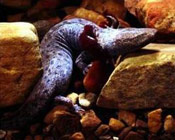 Image of a Mudpuppy salamander.