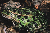 Image of a Northern Leopard Frog.