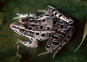 Image of a Plains Leopard Frog sitting on top of a green leaf.