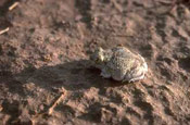 Image of a Plains Spadefoot Toad blending in with a rock.