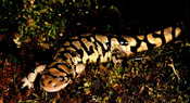 Image of a Tiger Salamander laying on top of moss.