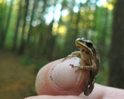 Image of a Western Chorus Frog sitting on top of a finger, no bigger than the index fingernail.