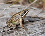 Image of a Wood frog.