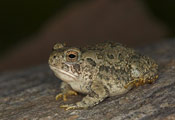 Image of a Woodhouse's Toad sitting on top of a log.
