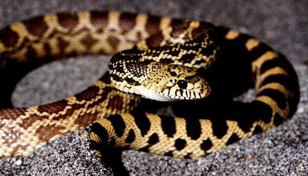 Snakes of South Dakota Reptiles Reptile Gardens