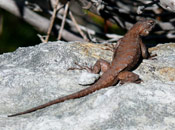 An image of a Northern Prairie Lizard sitting on top of a boulder.