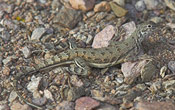 Image of a Lesser or Northern Earless Lizard moving from one log to another.
