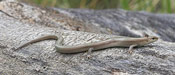 Image of a Northern Many-lined Skink on top of a large rock.