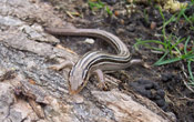 Image of a Northern Prairie Skink beginning to crawl onto a log.