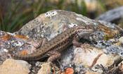 Image of a Northern Sagebrush Lizard perched on top of rocks.