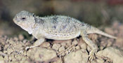 Image of a Eastern Short-horned Lizard resting on top of pebbles.