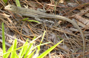 Image of a Prairie Six-lined Racerunner blending in with pine needles, grass, and rocks.