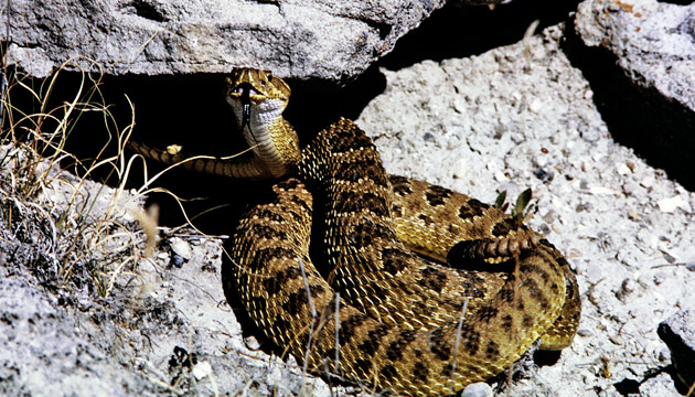 Snakes of South Dakota Reptiles Reptile Gardens