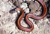 Image of a Black Hills Redbelly Snake.