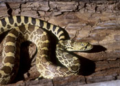 Image of a Bull Snake on top of a log.