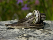 Image of a Lined snake coiled up on top of a rock.